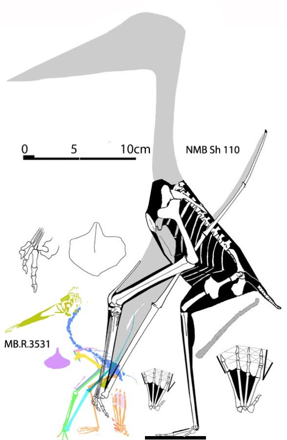 Figure 1. Aurorazhdarcho primordial and the smaller Aurorazhdarcho micronyx to scale. 