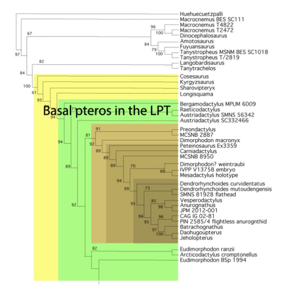 Figure 5. Basal pterosaurs in the LPT. 
