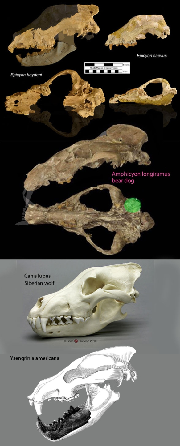 Figure 2. Epicyon compared to Amphicyon,Ysengrinia and Canis lupus, the Siberian wolf. They are all about the same size.
