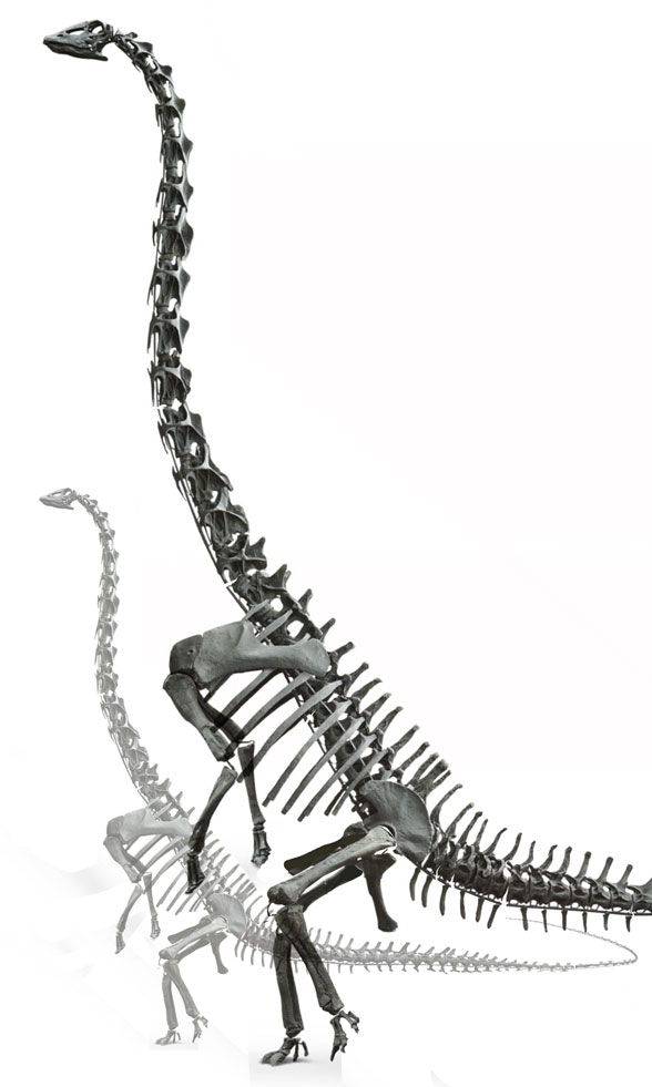 Figure 1. Diplodocus standing in a typical feeding posture, as in its prosauropod ancestors.