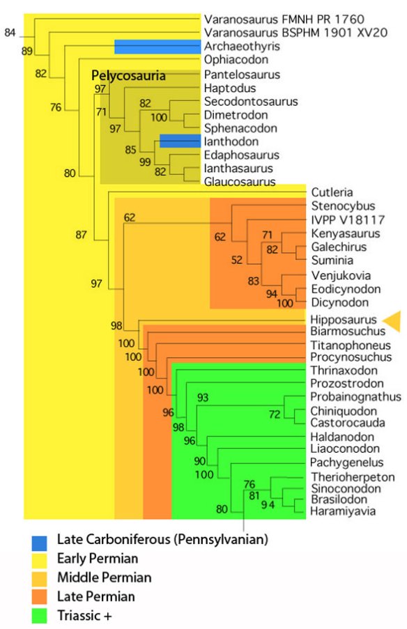 FIgure 6. Subset of the LRT focusing on Hipposaurus and its relatives, color coded to time.