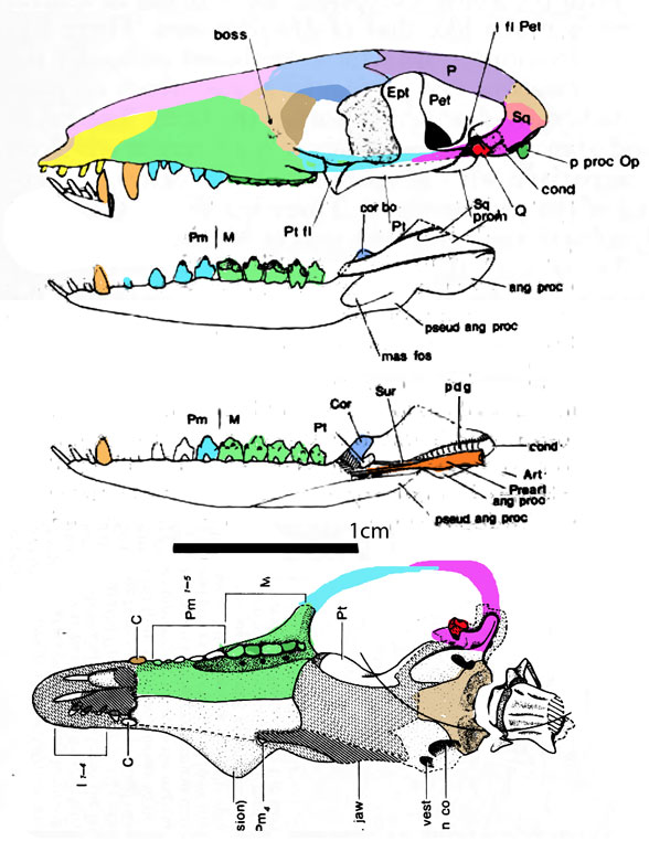 Figure 1. Megazostrodon skull in several views. Drawings from Gow 1986. Colors applied here.