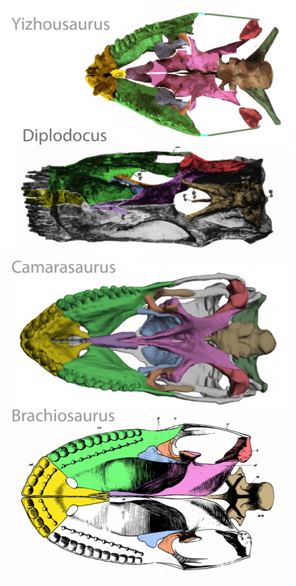 Figure 3. Sauropodiform and sauropod palates, Yizhousaurus, Diplodocus, Camarasaurus and Brachiosaurus. The choanae (internal nares) get bigger in sauropods. 