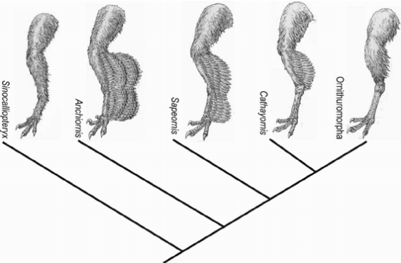 FIgure 1. From Zheng et al. 2013 showing the maximum extent of hind leg feathers in Anchiornis. 