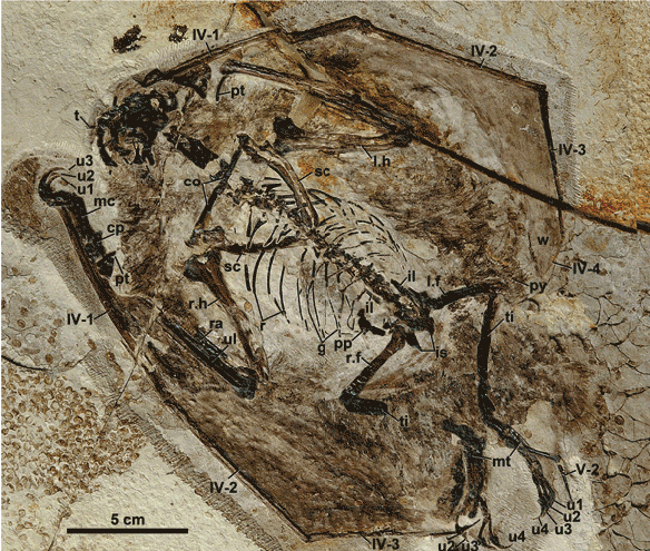 Figure 1. Jeholopterus GIF animation showing new left wing shape plus underlying debris, perhaps in the form of theropod feathers.