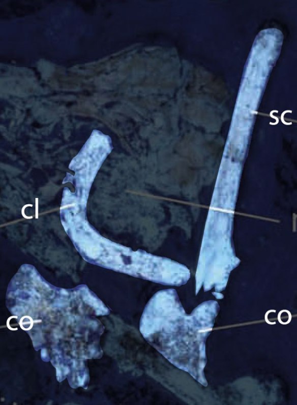 Figure 4. Pectoral girdle of the Daiting specimen wrongly attributed to Archaeopteryx showing the clavicle (cv=furcula), scapula (sc), and the disc-like coracoids (co). Strap-like coracoids occur in more derived taxa and this shape marks the genesis of flapping. 
