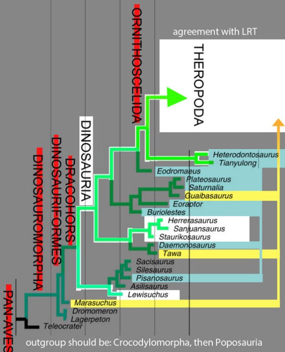 Figure 1. The base of the Cau 2018 cladogram. White boxes are clades that agree with the LRT. Light blue taxa are members of the Phytodinosauria. Yellow taxa are theropods. Red lines indicate invalidated clades. Continues on figure 2.