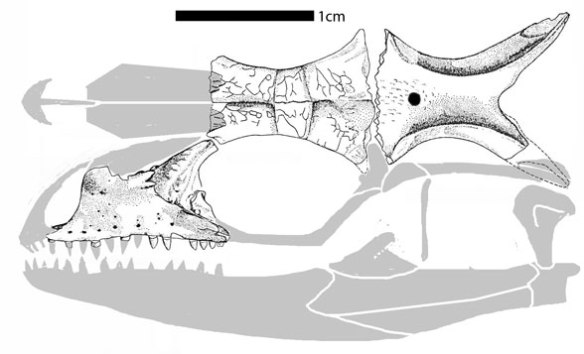 FIgure 1. Dorsetisaurus bits and pieces restored here and scored nests in the LRT with Tupinambis, the extant tegu.