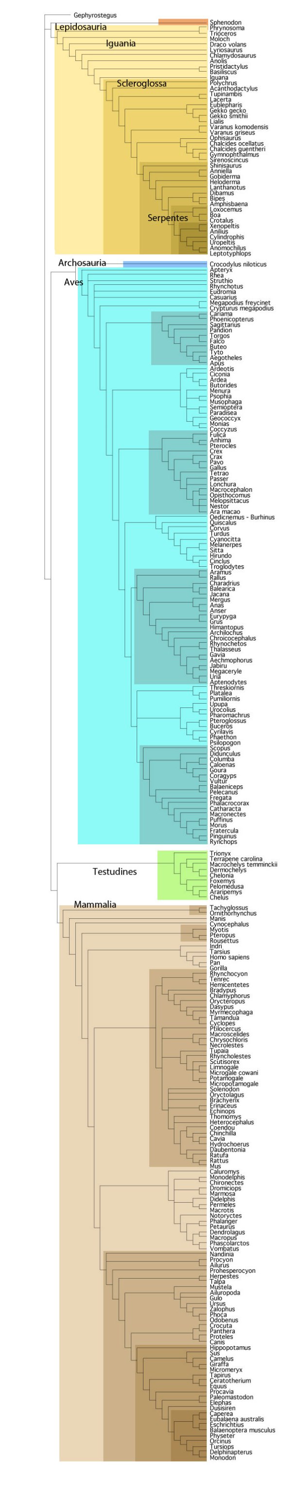 Figure 1. Subset of the LRT focusing on Amniota (=Reptilia) with all fossil taxa deleted. Gephyrostegus, a Westphalian fossil is included as the outgroup.