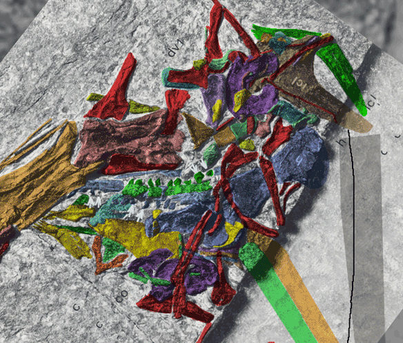 Figure 3. The pectoral region of Langobardisaurus (MCSNB 2883) with DGS color overlays. Compare to Figure 4 for identification of pectoral elements. Anterior skull elements are also present here. 