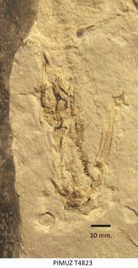 Figure 1. 'Macrocnemus' specimen PIMUZ T4832 in situ. Having the skull and neck bent back against the spine makes this a good problem for DGS to attempt. 