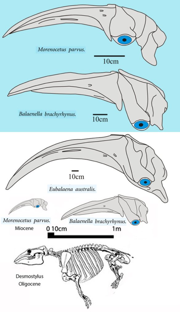Figure 1. Morenocetus and related right whale skulls, Eubaelana and xx to scale along with the Oligocene ancestor in the LRT, Desmostylus. 