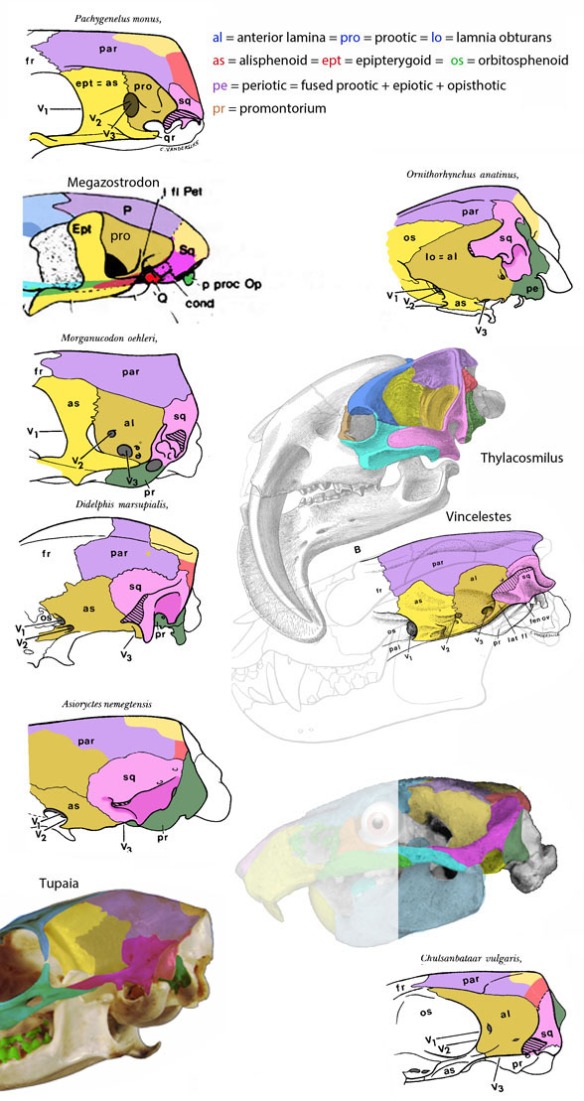Figure 1. Braincase bones of pre-mammals and mammals from Hopson and Rougier 1993, with some (Thylacosmilus, Tupaia and Kryptobaatar) added here. Colors added.