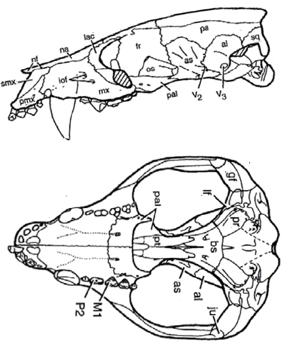 Figure 2. Vincelestes drawing compared to Digimorph.org image. Colors applied here. The LRT indicates this is a sister taxon to the highly derived marsupial sabertooth, Thylacosmilus. 