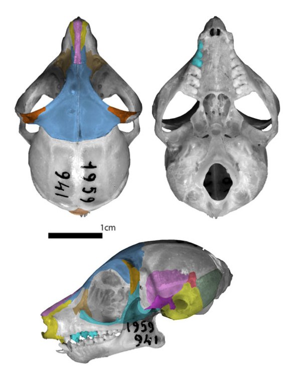 Figure 2. Galago skull in three views. 