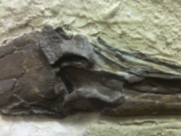 Figure 1. Closeup of the UNSM 93000 specimen of Nyctosaurus focusing on three vestige free fingers.