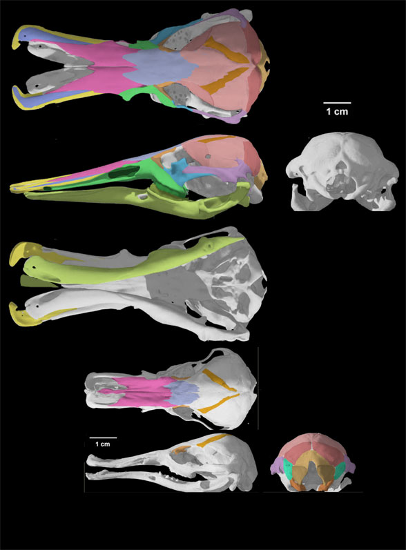 Figure 4. Ornithorhynchus skull with colors added using DGS methods. Note the large opening in the dorsal view of the rostrum, as in Eretmorhipis. 