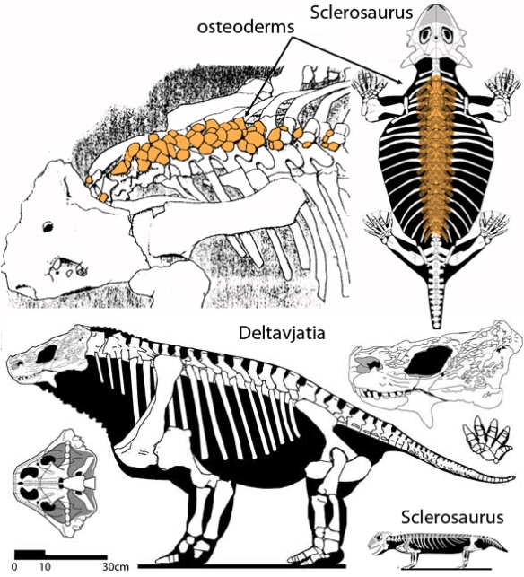 Figure 2. The pareiasaur, Deltavjatia, with osteoderms in orange. Note the anterior set is simple and paired.