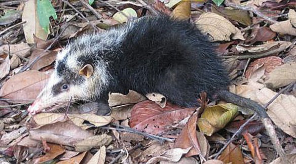 Figure 3. Echinosorex, the extant moonrat, looks like an opossum, but nests with Deinogalerix in the large reptile tree.