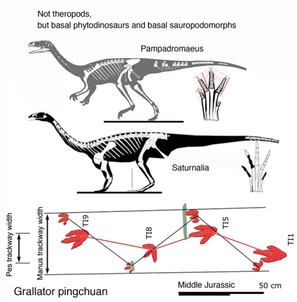Figure 1. Grallator illustration from Li et al. 2019 with two basal phytodinosaur possible sisters to the track maker, Pampadromaeus and Saturnalia.