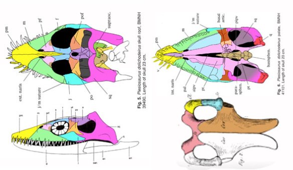 Figure 3. Plesiosaurus skull in several views alongside the pectoral girdle. 