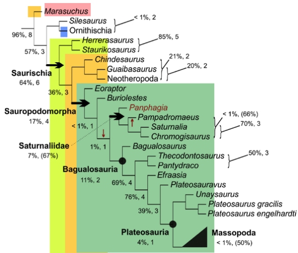 Figure 2. Cladogram from xx 2019, colors added. Marasuchus is not an outgroup to the Dinosauria. In the LRT it nests as a basal theropod. 
