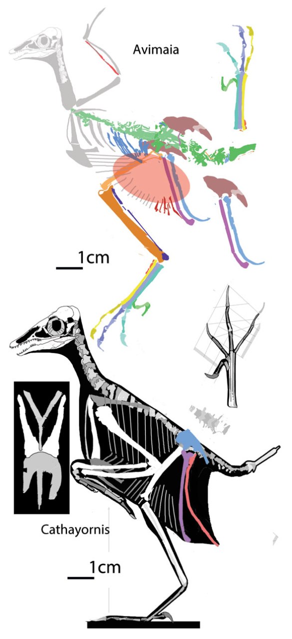 Figure 1. Avimaia compared to Cathayornis to scale. 