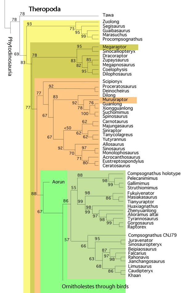 Figure 4. Subset of the LRT focusing on basal theropods. Megaraptor and Murusraptor are highlighted. 