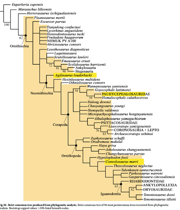 Figure 3. Convolosaurus cladogram from Andrzejewski, Winkler and Jacobs 2019. Note the complete lack of consensus between the tree topology and figure 2. 