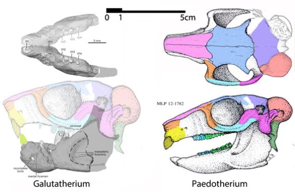 Figure 1. Galutatherium compared to the odd wombat, Paedotherium, a marsupial basal to Groeberia and Vintana in the LRT. 