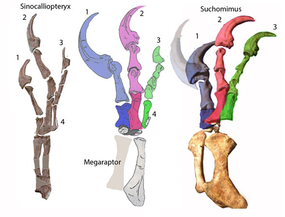Figure 4. Megaraptor also preserves a complete and distinct manus, here compared to Sinocalliopteryx, which also has a digit 4, and Suchomimus has a robust ungual 1. 