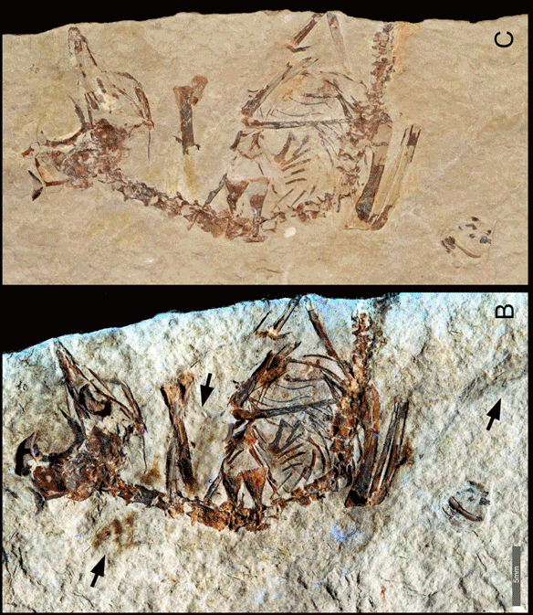 Figure 1. Specimen MPCM-LH-26189 a tiny enantiornithine bird in situ under white light (above, plate and counter plate) and under laser stimulated fluorescene (below). DGS colors added and used in the reconstruction in figure 2. Not sure what those red highlighted items are at lower right. See figure 2b for skull details. 
