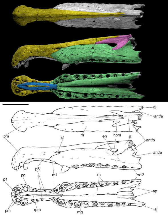 Figure 1. The rostrum of Spinosaurus. Note the maxilla rising to close off the elongate naris into a reduced anterior and posterior opening.