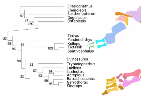 Figure 2. Subset of the LRT focusing on the basal tetrapods including Trypanognathus.