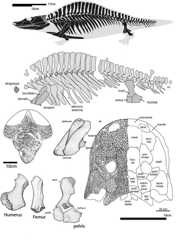 Figure 3. Images from Schoch et al. 2007 combining various specimens to create a Sclerothorax chimaera. 