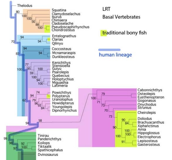 Figure 4. Subset of the LRT updated with new basal vertebrates.