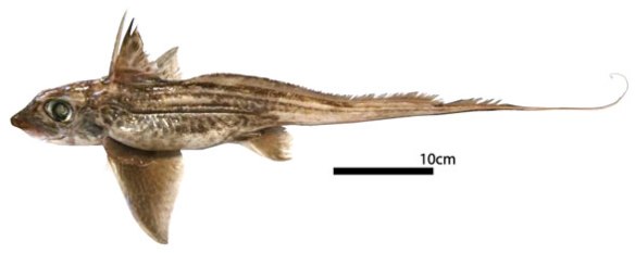Figure 1. Chimaera monstrosa in vivo. 