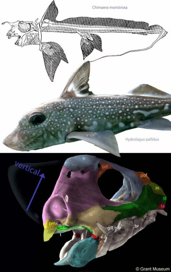 Figure 2. Ratfish skull with 'bones' (actually precursor cartilage' colored and labeled.