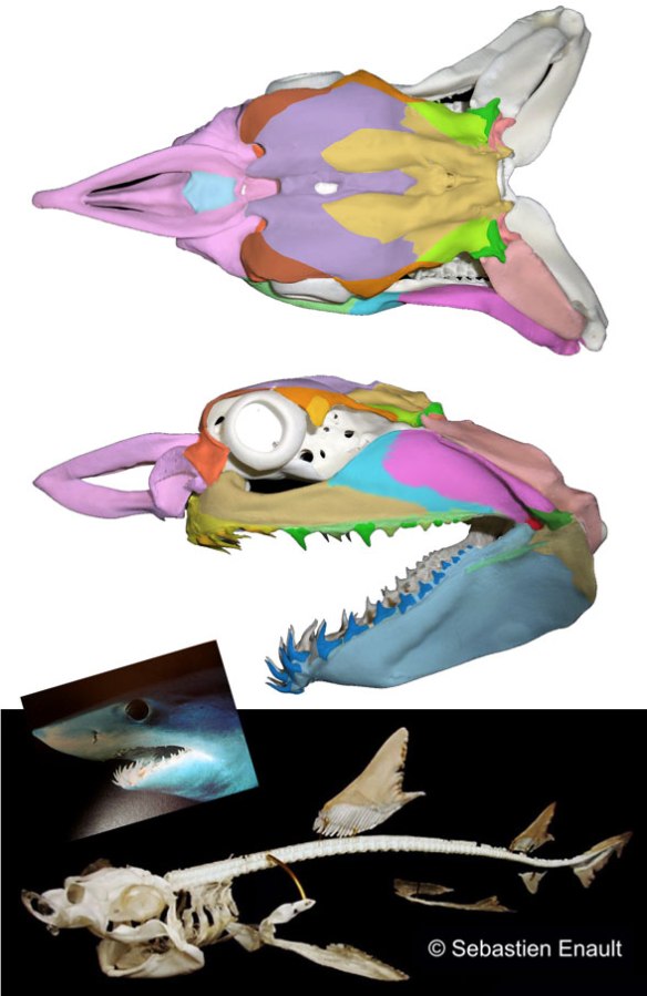 FIgure 1. The mako shark (Isurus oxyrinchus) skull and skeleton. Note the confluent lateral temporal fenestra separated from the orbit by a tiny postorbital. 