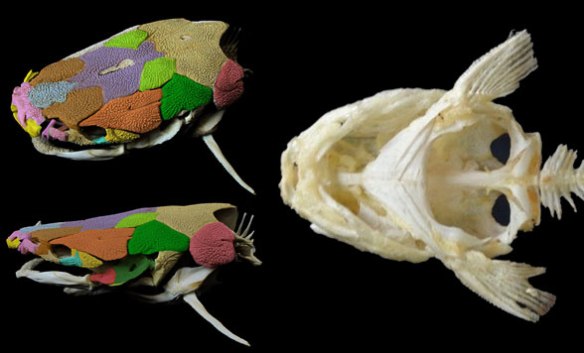 FIgure 1. Clarias, the walking catfish is a living placoderm with skull bones colorized as homologs of those in Entelognathus (Fig. 2). Here the mandible shifts forward and the opercular shifts backwards relative to Entelongnathus in the Silurian.