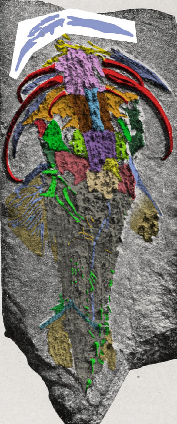 Figure 2. Menaspis armatas in situ. Colors added to bones and skin.