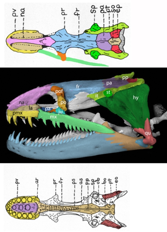 Figure 2. The skull of the moray eel, Gymnothorax, in 3 views. Colors added as homologs to tetrapod skull bones. The nares exit is above the eyes.