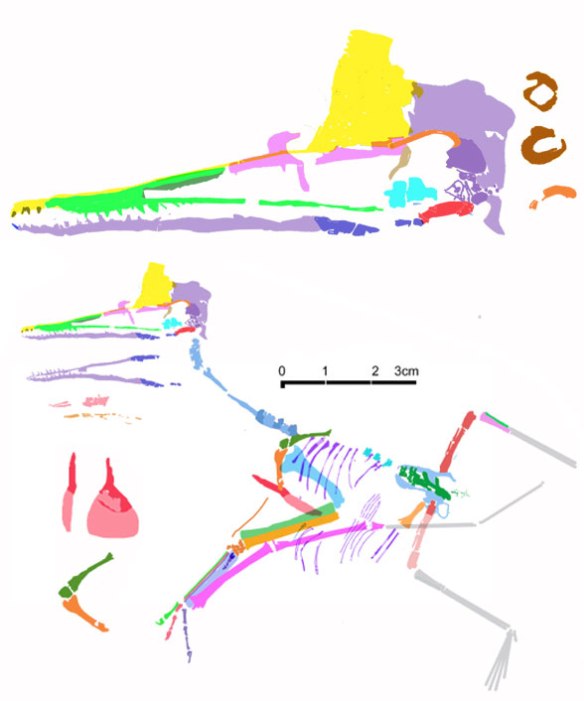 Figure 2. Ningchenopterus reconstructed using DGS methods. Sure it's small, but not much smaller than sister taxa after phylogenetic analysis. 