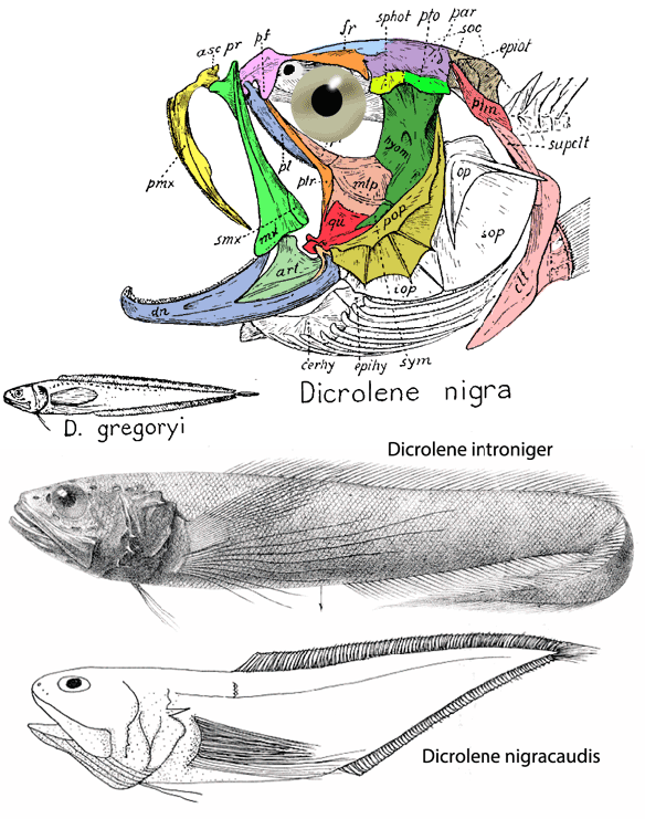 Figure 3. Dicrolene, the cusk eel, nests close to S. rivoliana in the LRT. 