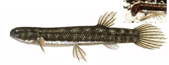 Figure 4. The salamander fish, Lepidogalaxias, in vivo. Note the bendable neck, odd for any fish. 