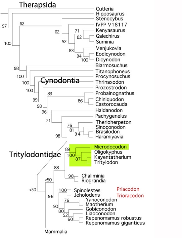 Figure 6. Subset of the LRT focusing on basal Therapsida and Microdocodon's nesting in it. 