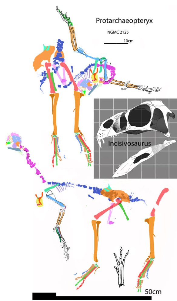Figure 9. Protarchaeopteryx traced in situ, reconstructed a bit and the skull of Incisivosaurus for comparison. 