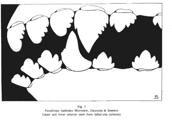 Figure 1a. Pseudictops anterior teeth.