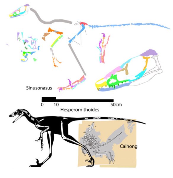 Figure 1. Published reconstruction of Hesperornithes from Hartman et al. 2019, to scale with Caihong, a similar, though smaller, taxon and Sinusonasus, another sister based on very few bones, but look at that canine fang!
