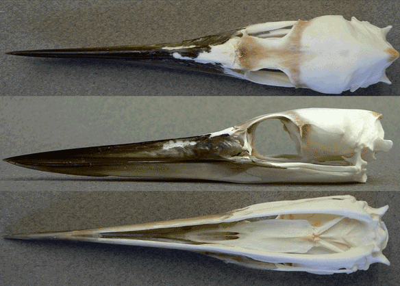 Figure 1. Skull of Anhinga rufa, an Old World relative of the New World Anhinga anhinga. Note the expansion of the maxilla (or overlying horny tissue) nearly obscuring the naris and antorbital fenestra. Compare to the loon in figure 3. 